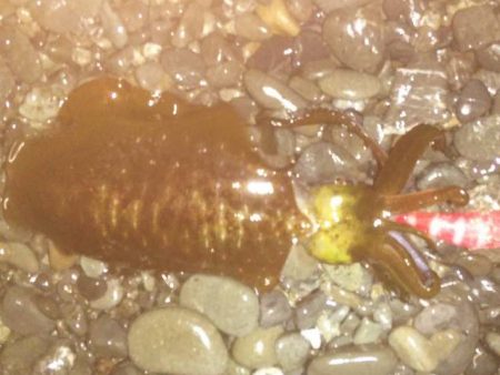 アオリイカ　釣れるけど小さいのばかり